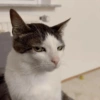 GATINHOS PROTAGONISTAS 🐈 8