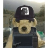 Perros 11