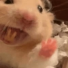 Hamster 🙈 10