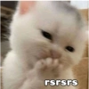 Gatinhos 10