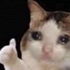 😿😭 Gatos Sad 😭😿 8