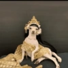 Cat and dog memez 16