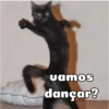 Gatinhos 20