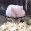 Hamster 🙈 16