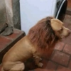 Safadinho 15