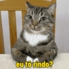 Gatinhos  11