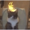 Gatitos  26