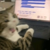 🙀 GATITOS MOODS 😽 11 😲💻