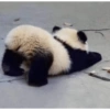 Panda Esticado