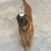Animais  22