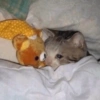 😿😭 Gatos Sad 😭😿 11