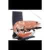 Fih 5