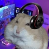 Hamsters Fofinhos 🐹 24