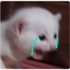Triste 6