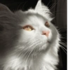 Majestic Sunlit Cat