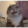Gatitos  7