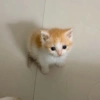 😺 Gatitos 😺 11