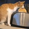 Cat Reaction 15