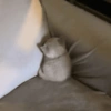 Gatos 8