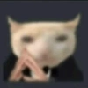 Gatitos  17