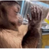 Monos 7