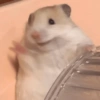 Hamster 🙈 11