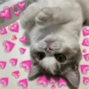 Gatos Amor💖💙💛 19