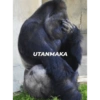 Gorilla mood🦍 -2 20