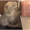 Bad cats 11