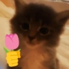 🐈‍⬛🐱🧶 GATOS | CATS 5 🧶🐱🐈‍⬛ 13