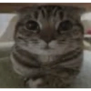 Gatitos  15