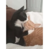 Cuddling Cats