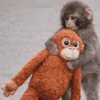🐵 PUNCH EL MONITO 🧸 12