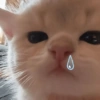 Kucing anjing lucu 6