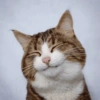 Gatos 6
