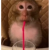 MOnKey reaCtioNs 🐵😝🧃 19