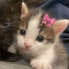 Gatitos 😍 5