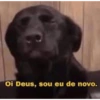 Novo ano novo stikitos 21