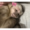 🎀🐵🐈‍⬛ 12