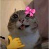 Meme kucing tikus anjing  8