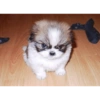 Enojado pero tierno 7