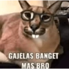 Kucing jomok 18