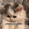 porque no quiero @saigadinho
