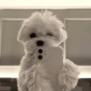 Cachorro memes 6