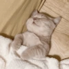 Gatitos V4 15