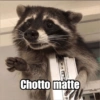 Raccoon Lucu 5