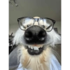 Cachorro memes 12