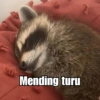 Raccoon Lucu 8