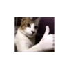 Kucing 17