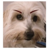 Perros graciosos cursed random 11